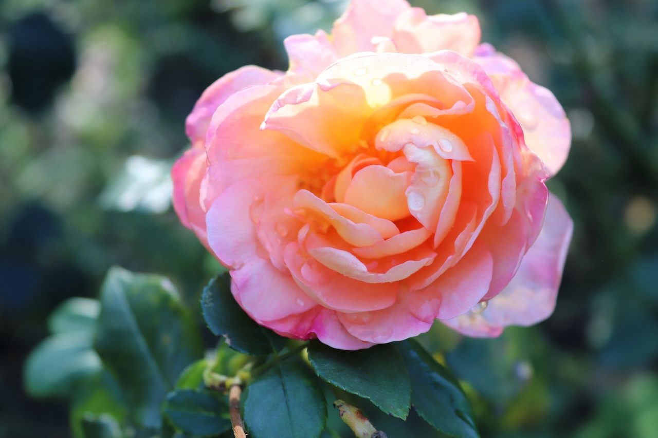 Let’s make a rose!