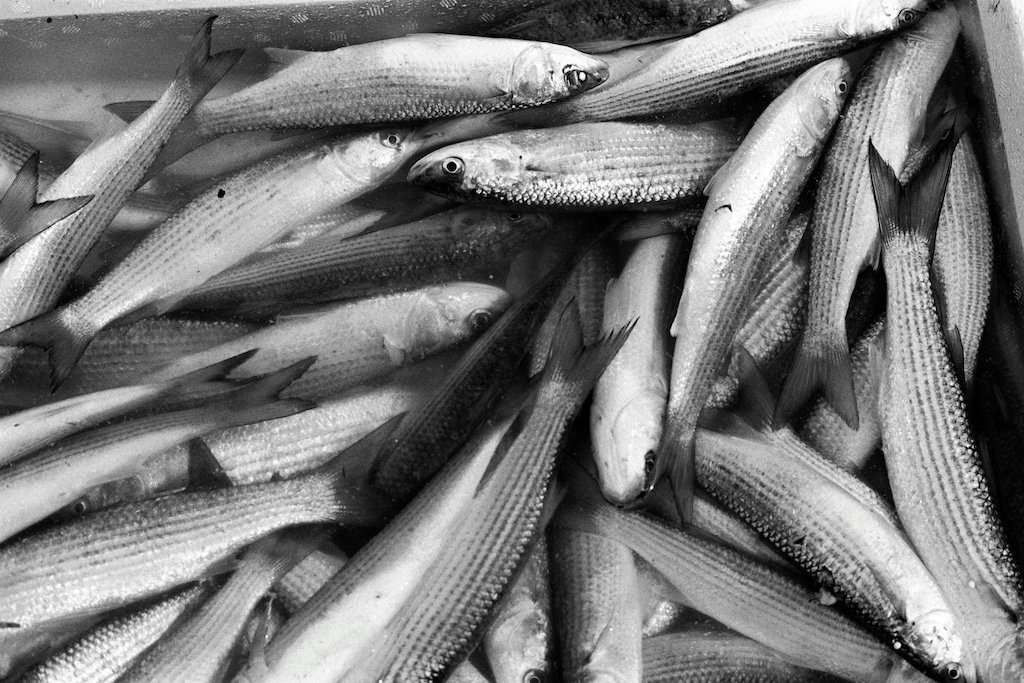 Mysterious dead fish in London – a worldwide trend and link to prophecy?