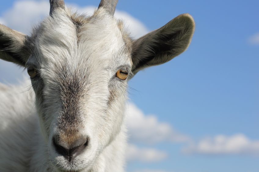 The defence of bestiality – what next?